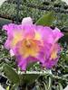 Rlc. Rainbow Pink